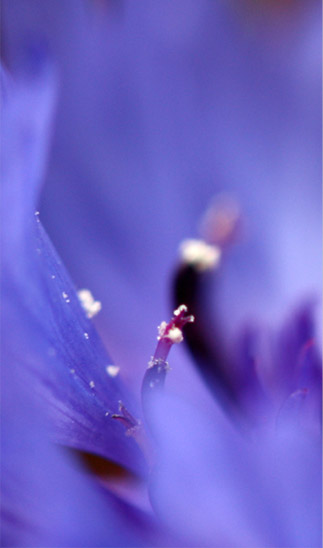 Fleurs de femme - Macrophotographies - Christine Renkes